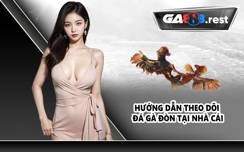Hướng dẫn theo dõi đá gà đòn tại nhà cái